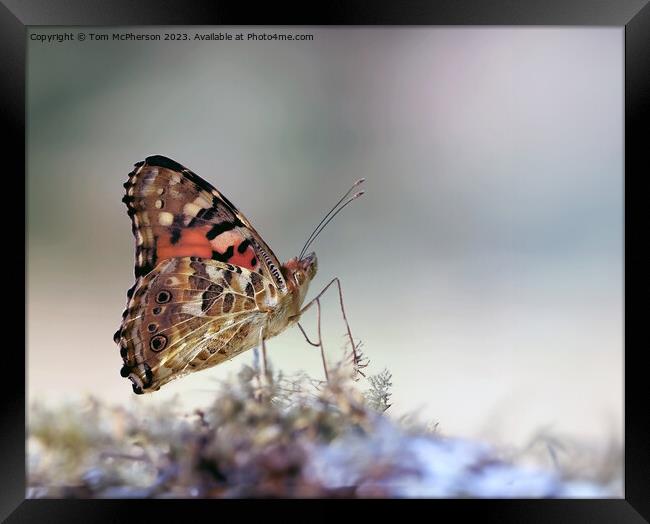 Painted Lady  Framed Print by Tom McPherson