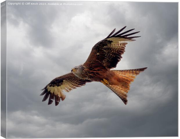 Red Kite in Flight Canvas Print by Cliff Kinch