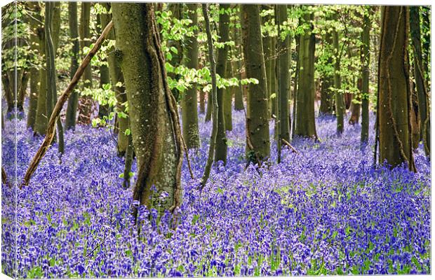 The Bluebell Wood Canvas Print by Sharpimage NET