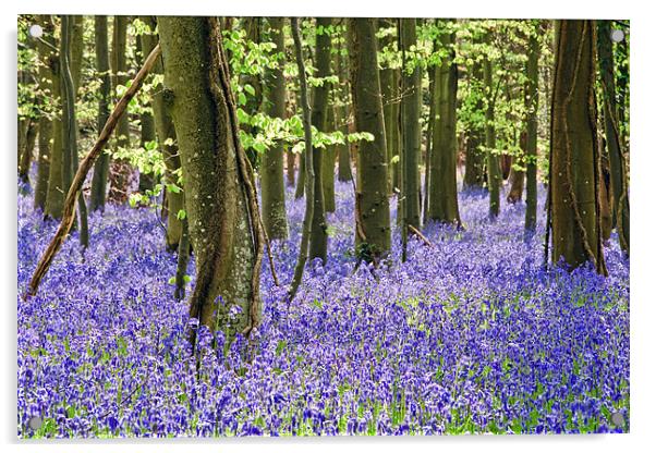 The Bluebell Wood Acrylic by Sharpimage NET