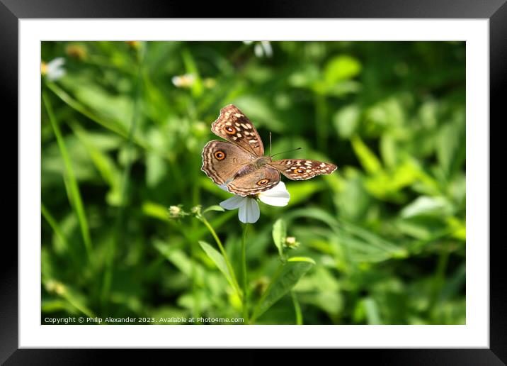Butterfly on Flower Framed Mounted Print by Philip Alexander