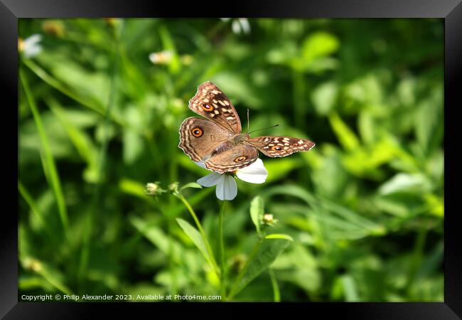 Butterfly on Flower Framed Print by Philip Alexander