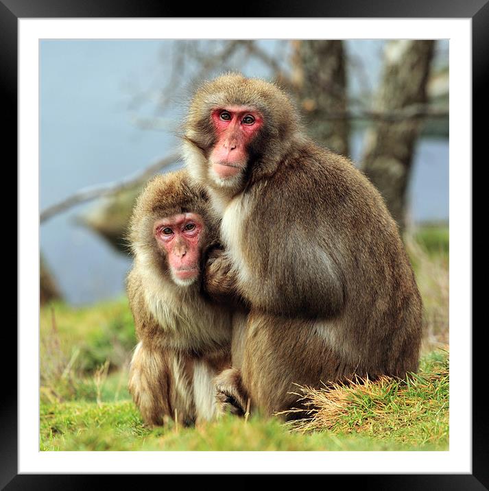Macaque Monkey portrait Framed Mounted Print by Grant Glendinning