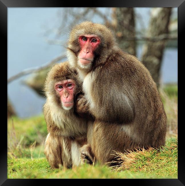Macaque Monkey portrait Framed Print by Grant Glendinning