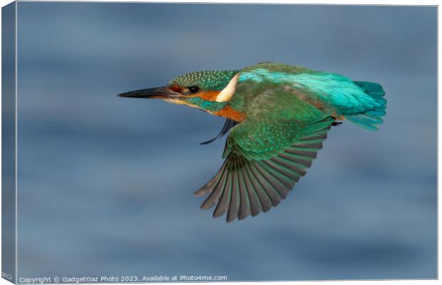 Kingfisher in flight Canvas Print by GadgetGaz Photo