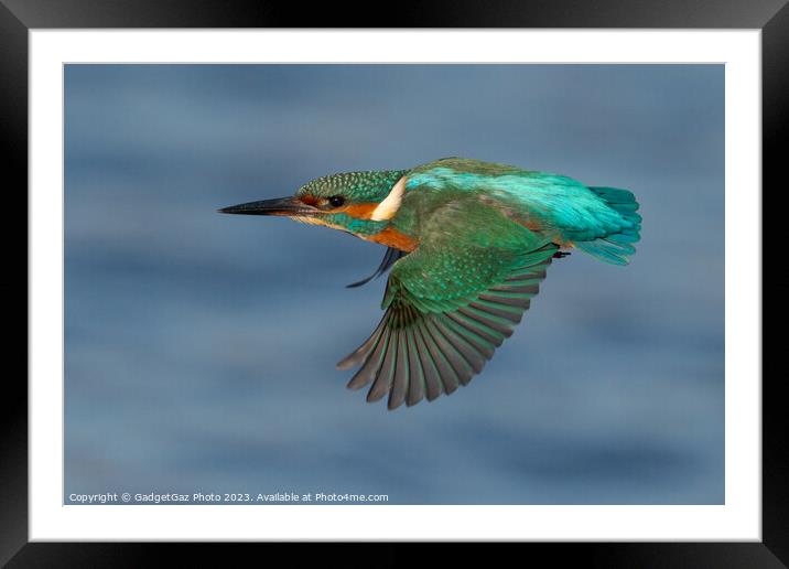 Kingfisher in flight Framed Mounted Print by GadgetGaz Photo