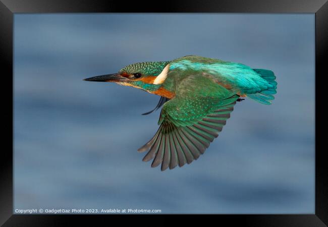 Kingfisher in flight Framed Print by GadgetGaz Photo