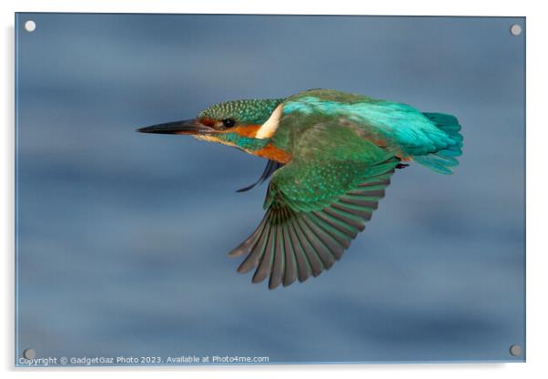 Kingfisher in flight Acrylic by GadgetGaz Photo