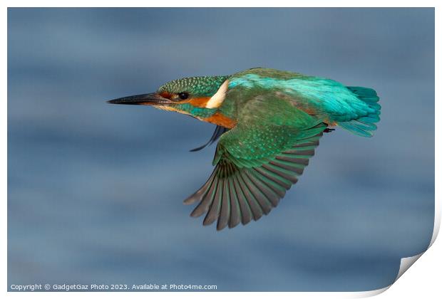 Kingfisher in flight Print by GadgetGaz Photo