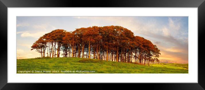 Nearly Home Trees Sunset Panoramic Framed Mounted Print by Diana Mower