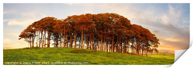 Nearly Home Trees Sunset Panoramic Print by Diana Mower