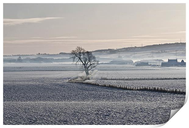 Winter Mist Print by Andrew Beveridge