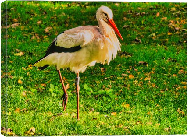 Stork Walkung Canvas Print by chris hyde