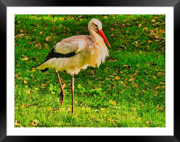 Stork Walkung Framed Mounted Print by chris hyde