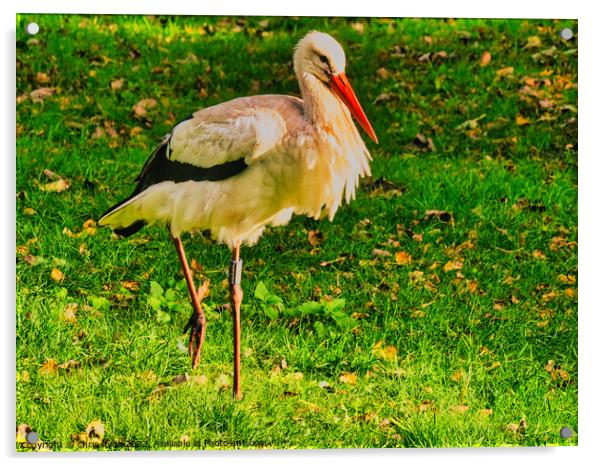Stork Walkung Acrylic by chris hyde