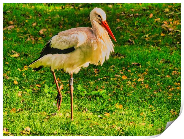 Stork Walkung Print by chris hyde