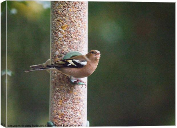 Chaffinch on feeder Canvas Print by chris hyde