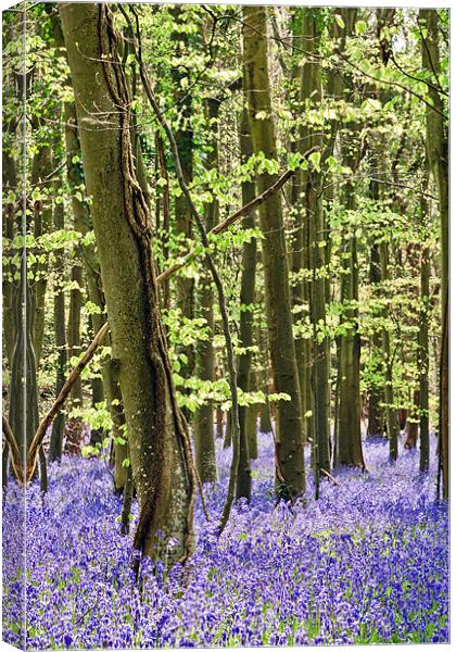 The Bluebell Wood Canvas Print by Sharpimage NET