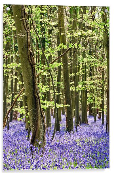 The Bluebell Wood Acrylic by Sharpimage NET