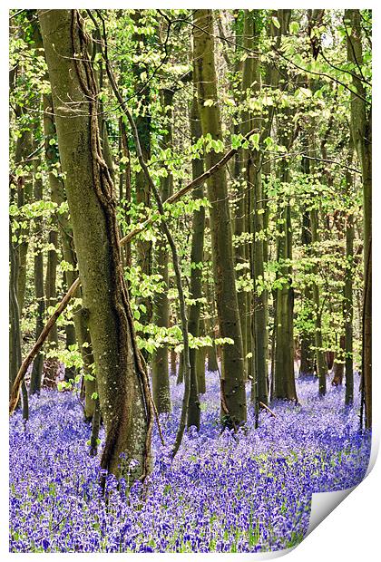 The Bluebell Wood Print by Sharpimage NET