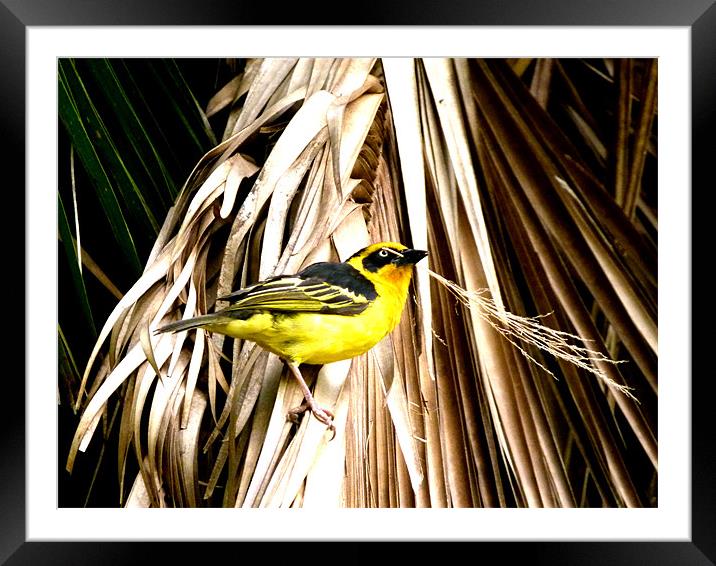 bird of passion Framed Mounted Print by grant norton