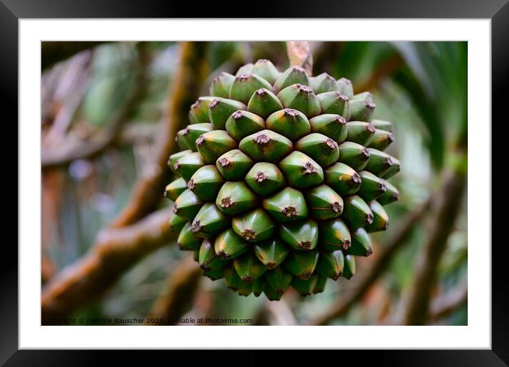 Common Screwpine Fruit in Mauritius Framed Mounted Print by Dietmar Rauscher