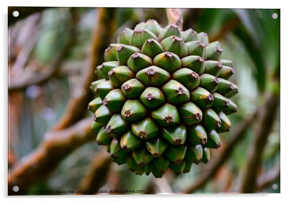 Common Screwpine Fruit in Mauritius Acrylic by Dietmar Rauscher