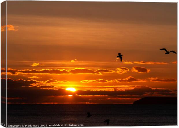 Seagull Sunset Canvas Print by Mark Ward