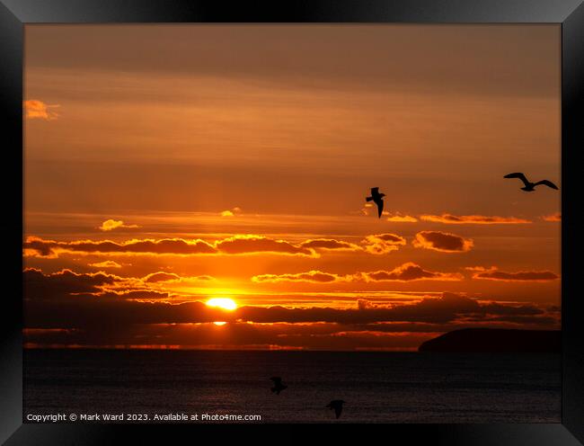 Seagull Sunset Framed Print by Mark Ward