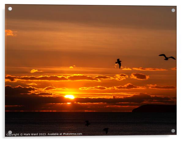 Seagull Sunset Acrylic by Mark Ward