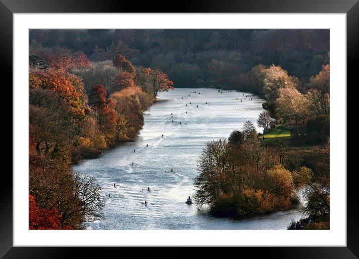 Rowing boats on the Thames Framed Mounted Print by Tony Bates