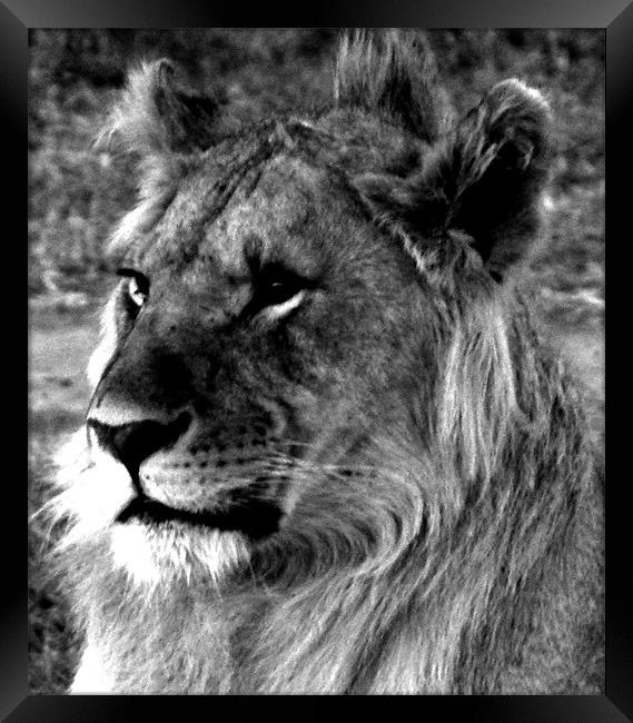 Lion in the Masai Mara Kenya Framed Print by grant norton