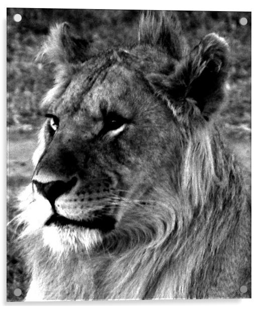 Lion in the Masai Mara Kenya Acrylic by grant norton