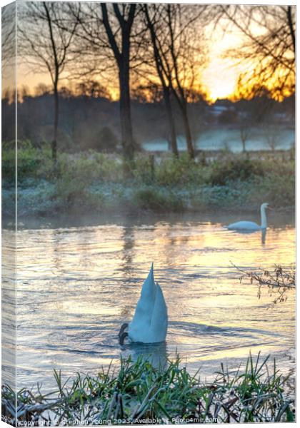 Swan Dive Canvas Print by Stephen Young