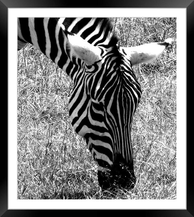 Zedra in the Masai Mara Kenya Framed Mounted Print by grant norton
