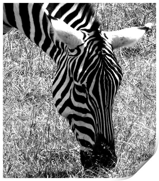 Zedra in the Masai Mara Kenya Print by grant norton