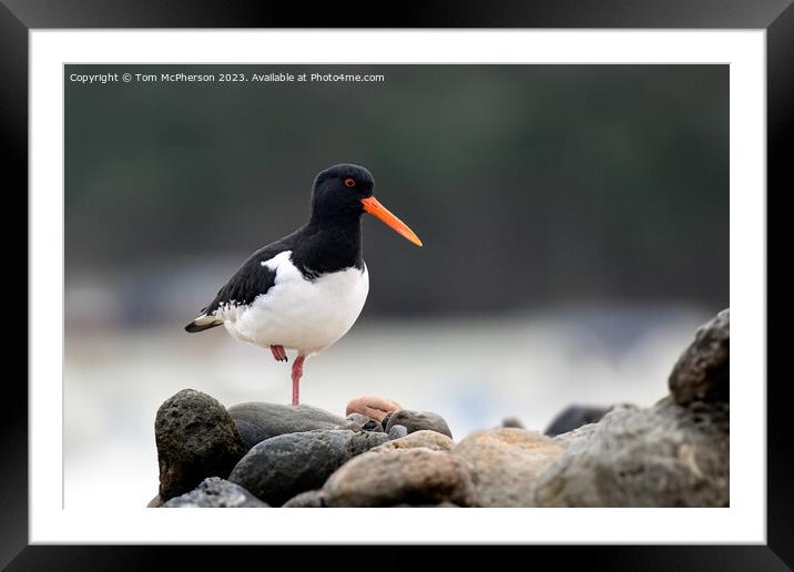 Oystercatcher Framed Mounted Print by Tom McPherson