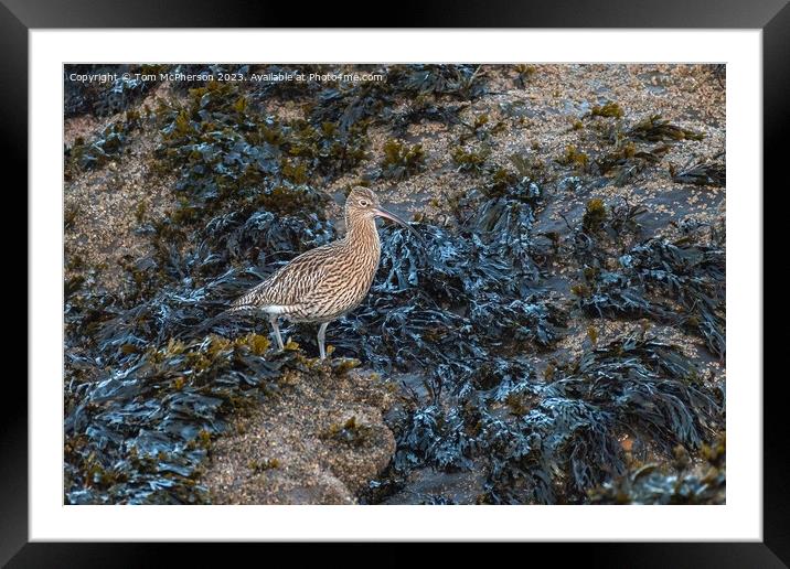 Curlew Framed Mounted Print by Tom McPherson