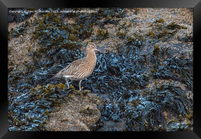 Curlew Framed Print by Tom McPherson