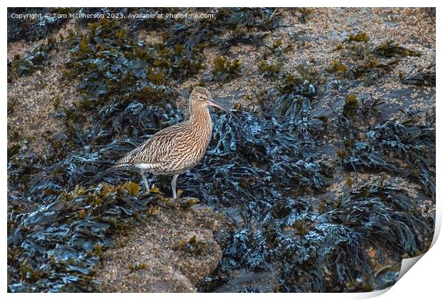 Curlew Print by Tom McPherson