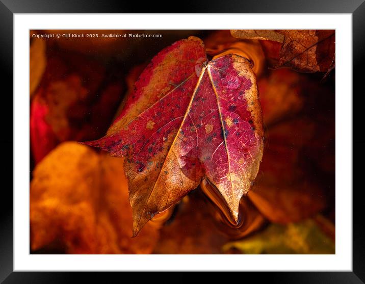Autumn leaf Framed Mounted Print by Cliff Kinch
