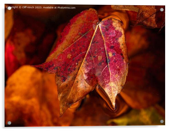 Autumn leaf Acrylic by Cliff Kinch