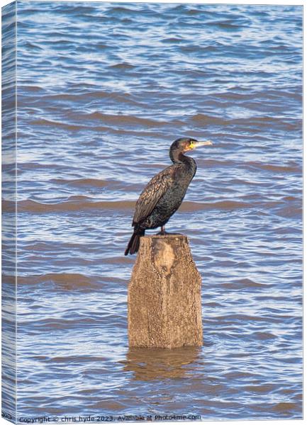 cormorant oon wooden piling Canvas Print by chris hyde