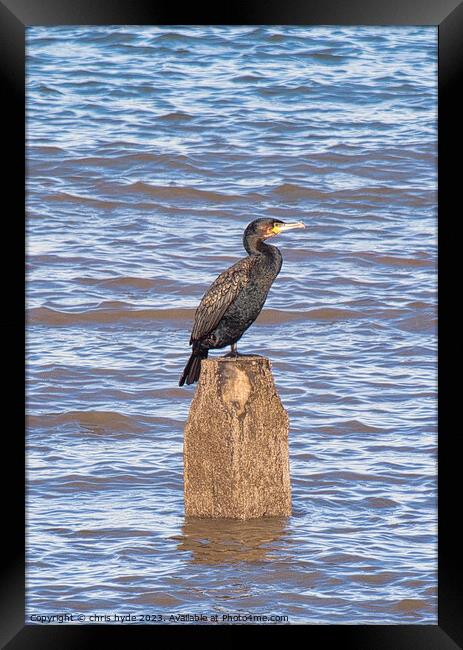 cormorant oon wooden piling Framed Print by chris hyde