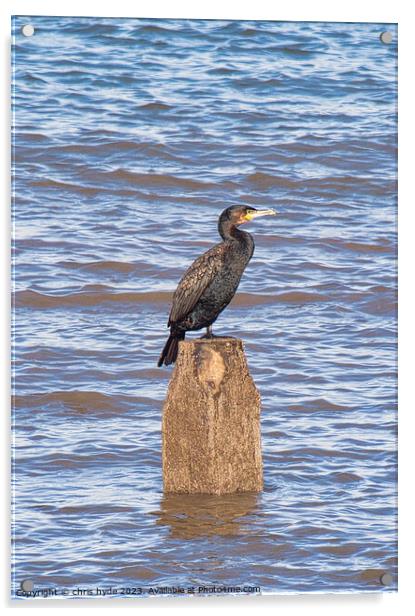 cormorant oon wooden piling Acrylic by chris hyde