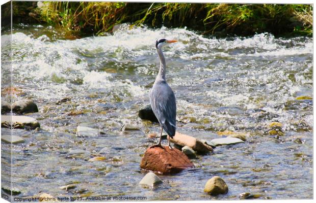 Heron Fishing on River  Canvas Print by chris hyde