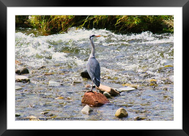Heron Fishing on River  Framed Mounted Print by chris hyde