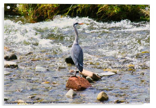 Heron Fishing on River  Acrylic by chris hyde