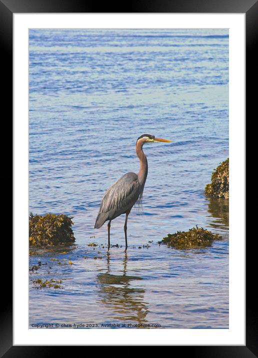 heron wading on foreshore Framed Mounted Print by chris hyde