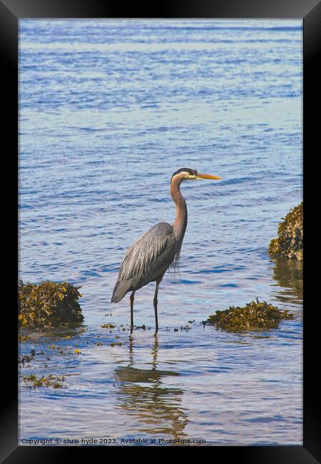 heron wading on foreshore Framed Print by chris hyde